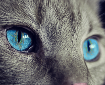 cat-animal-eyes