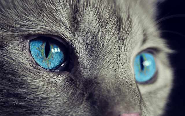 cat-animal-eyes